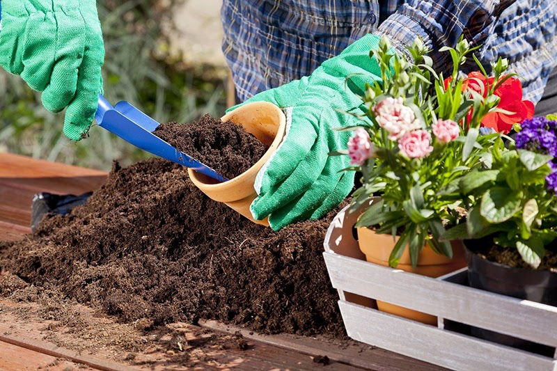 Đất phải tơi xốp và giữ được độ ẩm, giúp rễ cân bằng dinh dưỡng, độ ẩm và không khí.