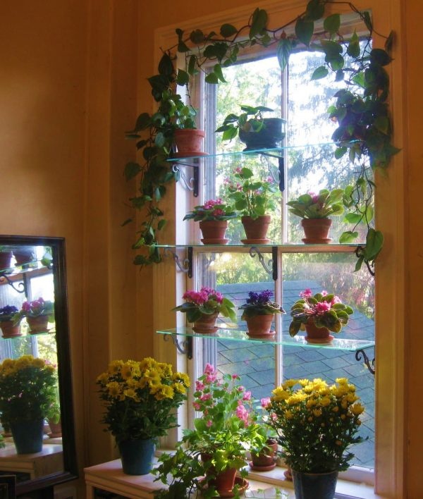Trang trí bệ cửa sổ đẹp với cây và hoa-5