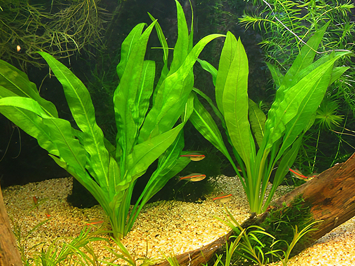 Các loại cây thủy sinh nên trồng trong bể cá, hồ cá cảnh-4