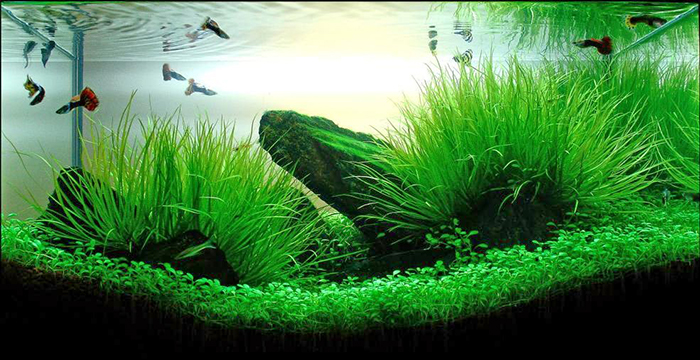 Các loại cây thủy sinh nên trồng trong bể cá, hồ cá cảnh-5