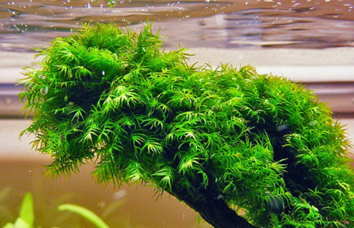 Các loại cây thủy sinh nên trồng trong bể cá, hồ cá cảnh-3
