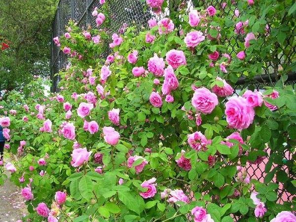 Kinh nghiệm trồng hoa hồng làm hàng rào đẹp như mơ-7