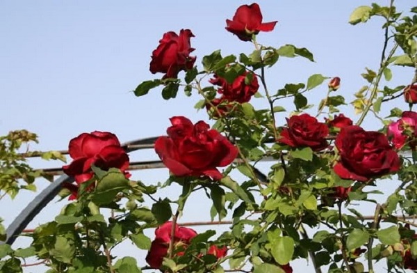 Kinh nghiệm trồng hoa hồng làm hàng rào đẹp như mơ-4