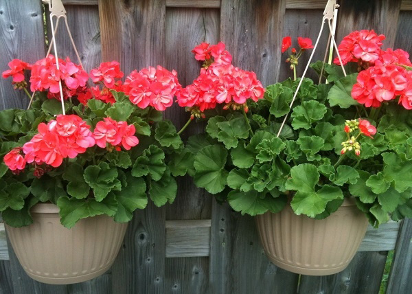 5 loại hoa đuổi muỗi bạn nên trồng ở ban công nhà-3