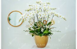 6 Cách Trồng Lan Hồ Điệp Sống Khỏe Nhanh Ra Hoa