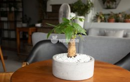 Cách trồng và chăm sóc cây kim ngân