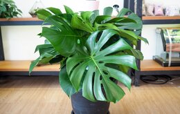 Trồng cây trầu bà lá xẻ mang về may mắn, tài lộc khắp nhà