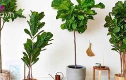 Hướng dẫn cách chăm sóc cây bàng Singapore