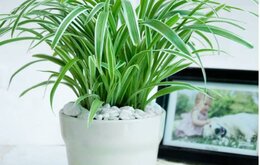 15 loại cây cảnh trồng trong nhà giúp thanh lọc không khí