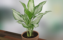 Cách để Chăm sóc cây trồng trong nhà