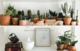 5 loại cây cảnh vừa lọc không khí vừa hợp để trang trí nhà mùa Thu