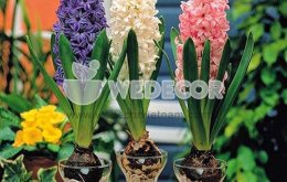 Gợi ý một số trồng cây thủy sinh để bàn