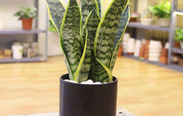 5 loại cây phong thủy trong nhà giúp gia chủ may mắn