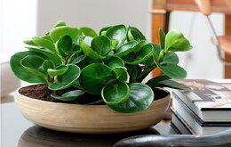 Bí quyết làm sạch chậu cây cảnh đơn giản, hiệu quả