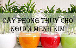 Người mệnh kim nên trồng 1 trong 4 cây cảnh này trong nhà