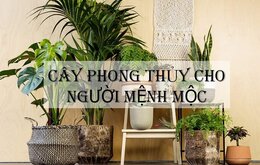 Mệnh mộc rước lộc vào nhà chỉ với 7 loại cây cảnh vô cùng dễ tìm