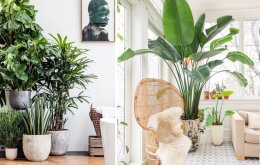 Ba cách Decor chậu cây trong biệt thự