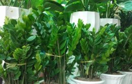 Những lưu ý khi trồng và chăm sóc cây kim tiền cho tài lộc đầy nhà