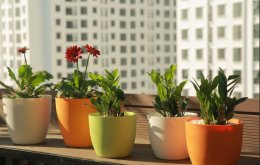 Những mẫu chậu trồng cây ban công đẹp