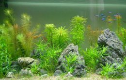 Các loại cây thủy sinh nên trồng trong bể cá, hồ cá cảnh
