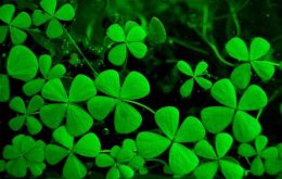 Cách trồng và chăm sóc cỏ may mắn