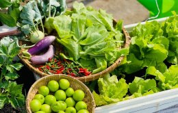 Kinh nghiệm 10 năm trồng rau trên sân thượng