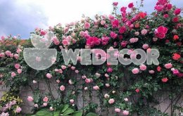 Kinh nghiệm trồng hoa hồng làm hàng rào đẹp như mơ