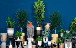 Cách chọn chậu xi măng cho cây cảnh