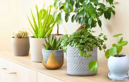 Top 5 chậu cây trang trí đang được ưa chuộng nhất