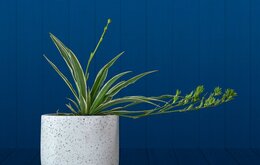 Hướng dẫn cách vệ sinh chậu đá mài đơn giản tại nhà