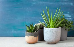 Chậu đá mài - dòng sản phẩm được ưa chuộng hiện nay