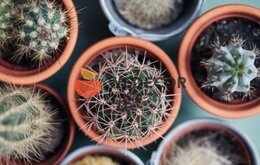 Gợi ý chọn màu chậu trồng cây phù hợp