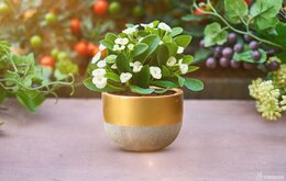 Bài trí không gian đẹp với chậu hình trứng