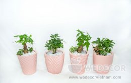 Một số lưu ý khi chọn chậu trồng cây