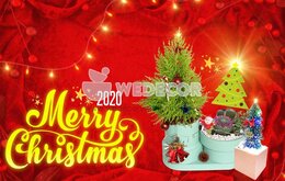 Chậu thông Noel để bàn - quà tặng may mắn ngày Giáng Sinh