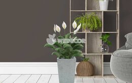 Top 7 cây cho người mệnh thủy tài lộc may mắn