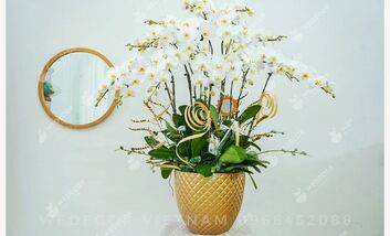 6 Cách Trồng Lan Hồ Điệp Sống Khỏe Nhanh Ra Hoa