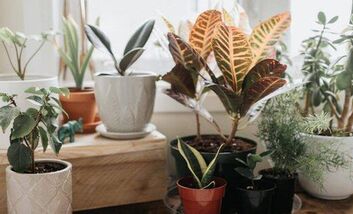 7 loại cây cảnh cực dễ chăm dành cho người mới trồng